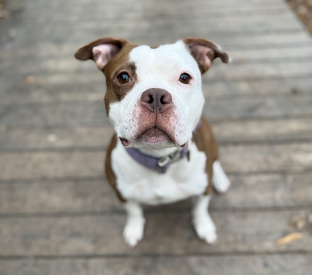 After abuse, this dog spent 3 years in legal limbo. Now Utah shelters are backing ‘Biscuit’s Bill’